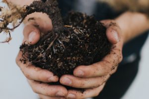 Biochar for soil health